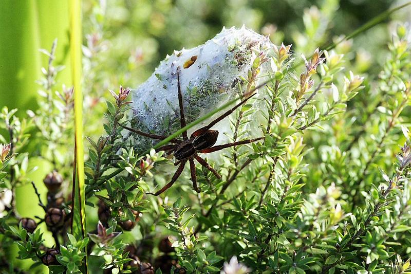 Dolomedes_minor_F2323_Z_75_Cape Reinga_Nieuw-Zeeland.jpg